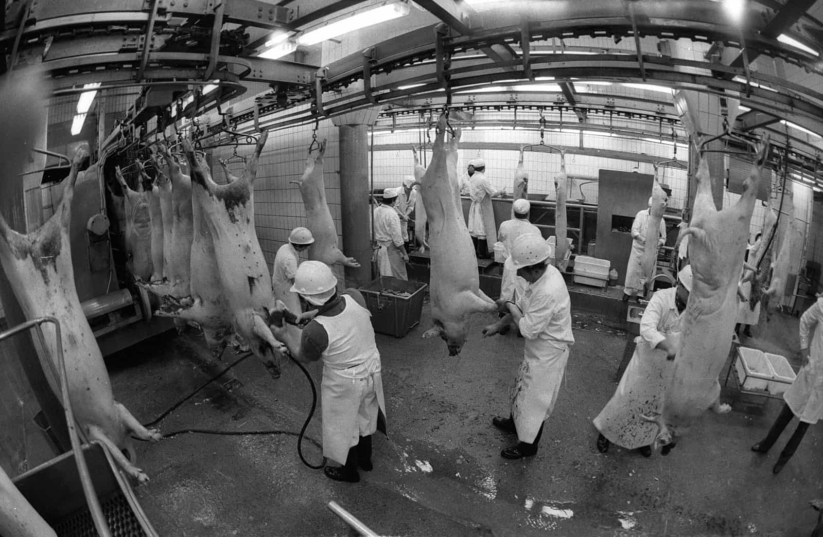 For Slaughterhouse Workers, Physical Injuries Are Only the Beginning